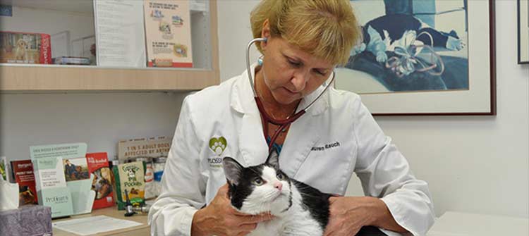 Adult Cat Care at Flossmoor Animal Hospital