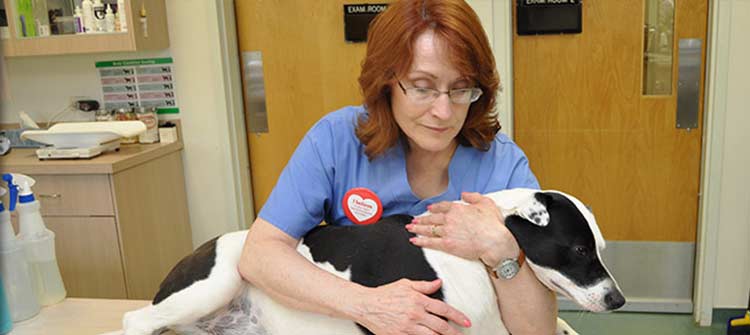 Veterinarians in Flossmoor IL