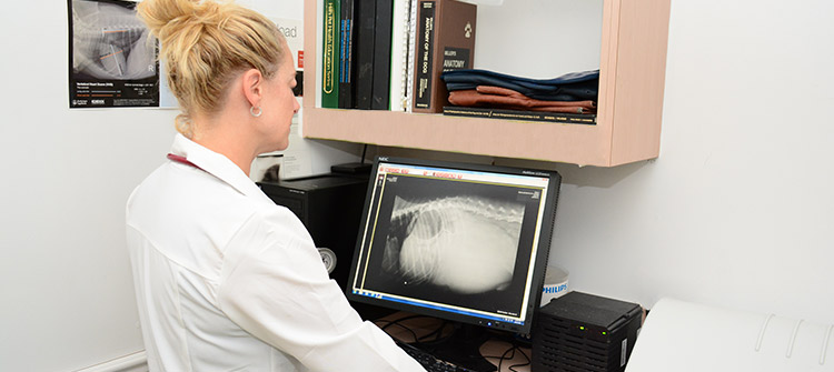 Flossmoor Animal Hospital offers x-ray services