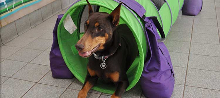 Dog training at Flossmoor Animal Hospital