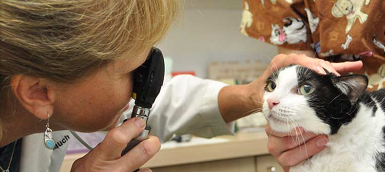 Flossmoor Animal Hospital provides cat care