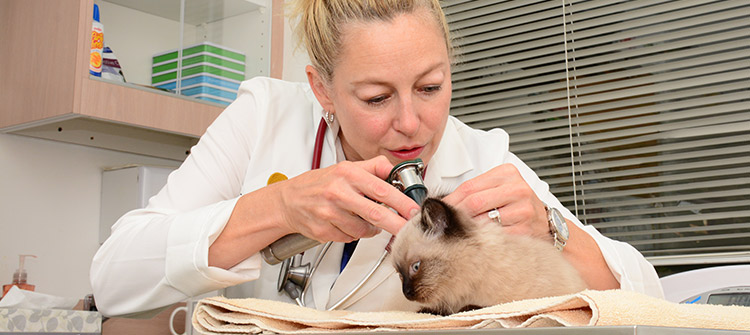Kitten Care at Flossmoor Animal Hospital