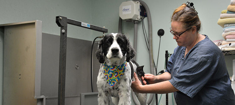 Grooming at Flossmoor Animal Hospital