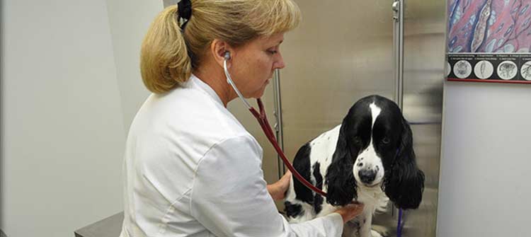 Puppy Care at Flossmoor Animal Hospital