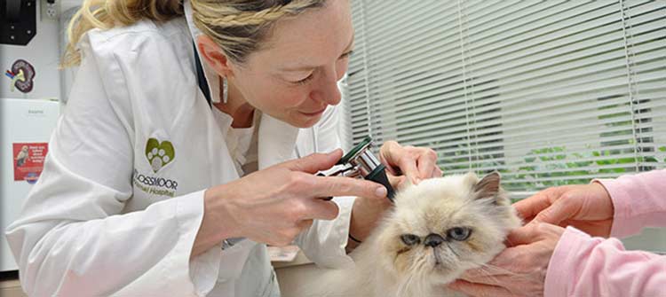 Senior Cat Care at Flossmoor Animal Hospital
